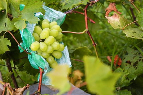 汕尾鄉村旅游新風尚 這才是農村的正確打開方式