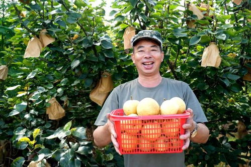 福建永定臺灣脆梨豐收上市，生態農業守護無脊椎動物多樣性