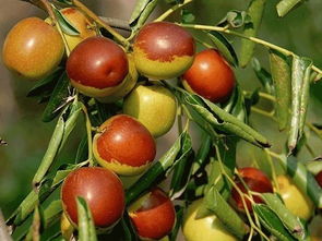 滄州林果香飄遠 品牌引領產業興——解讀河北十大林果品牌中的滄州特產